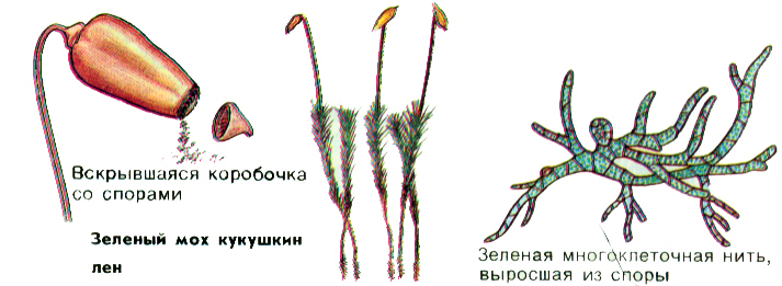 Как называется коробочка со спорами. Мох сфагнум коробочка со спорами. Как называется коробочка со спорами. Печеночные мхи строение. Как называется коробочка со спорами.